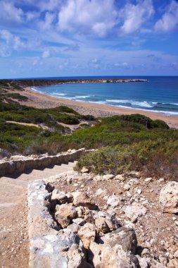 Turtle kıyı Kıbrıs paphos.
