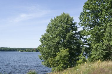 Nehir kıyısında ağaç