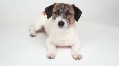 Köpecik Jack Russell Terrier beyaz bir arka planda yatıyor.