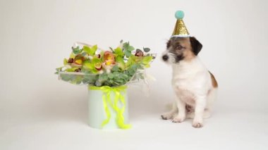 Karnaval şapkalı sevimli köpek beyaz arka planda şık bir buket çiçeğin yanında poz veriyor. Mutlu yıllar..