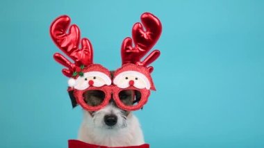 Noel gözlüklü neşeli ve şık bir köpek ve mavi arka planda duran ren geyiği boynuzları. Köpek Noel eğlence konsepti