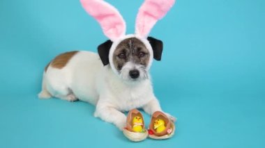 Tavşan kulaklı Jack Russell Terrier köpeği mavi arka planda Paskalya tavuklarının yanında yatıyor. Mutlu Paskalyalar.