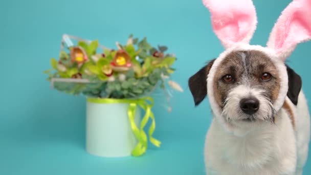 Pasen Een Traditionele Katholieke Feestdag Close Portret Jack Russell Terrier — Stockvideo