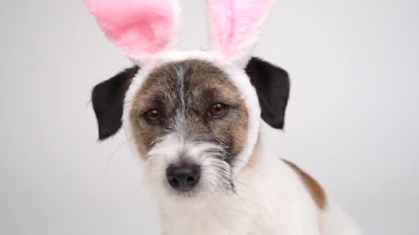 Close Jack Russell Terriër Met Konijnenoren Een Witte Achtergrond Gelukkig — Stockvideo