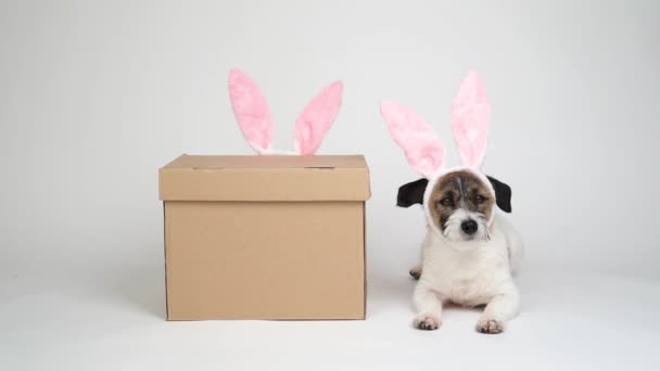 Pies Terier Jack Russell Króliczych Uszach Leży Obok Pudełka Wielkanocnego — Wideo stockowe
