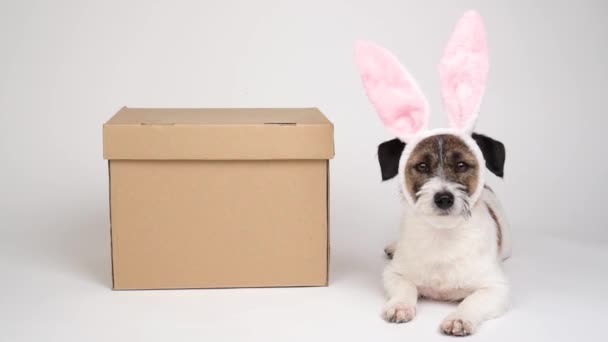 Pies Terier Jack Russell Króliczych Uszach Leży Obok Pudełka Wielkanocnego — Wideo stockowe