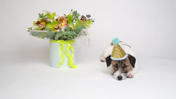 Een Zeer Trieste Hond Met Een Carnavalsmuts Ligt Naast Een — Stockvideo