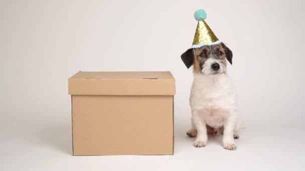 Charmant Chien Dans Une Casquette Carnaval Pose Côté Une Boîte — Video