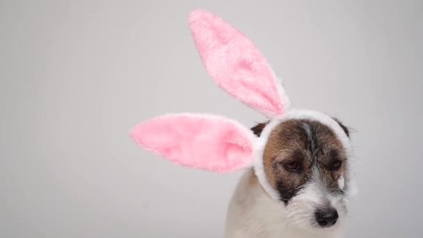 兔子耳朵里的杰克罗素宠物狗躺在蓝色背景的彩蛋里的复活节小鸡旁边 复活节是一个传统的天主教节日 — 图库视频影像