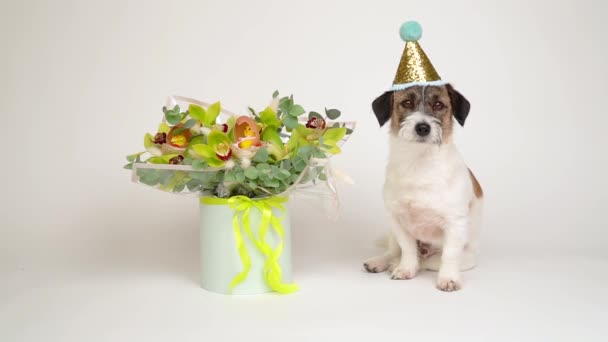 Encantador Perro Con Gorra Carnaval Posa Junto Elegante Ramo Flores — Vídeos de Stock