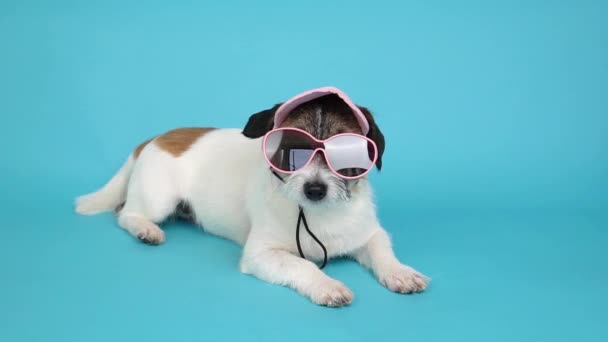 Stylowy Biznesowy Pies Różowej Czapce Okularach Przeciwsłonecznych Niebieskim Tle Koncepcja — Wideo stockowe