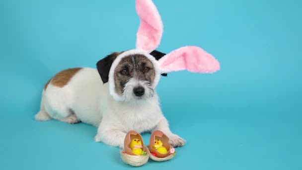 Tavşan Kulaklı Jack Russell Terrier Köpeği Mavi Arka Planda Paskalya — Stok video