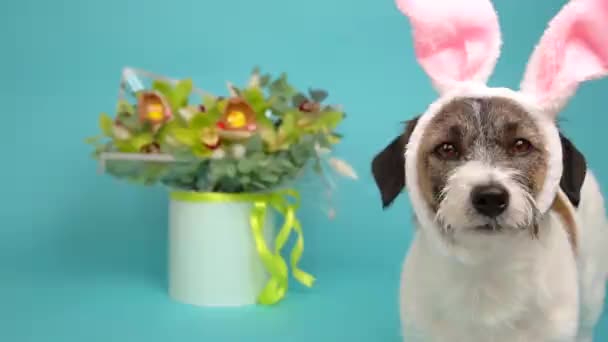 复活节是一个传统的天主教节日 特写杰克罗素蓝底兔子耳朵的小狗 — 图库视频影像
