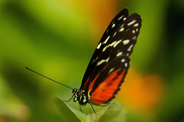 Tiger longwing fjäril — Stockfoto