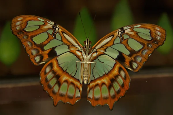 Mariposa malaquita — Foto de Stock