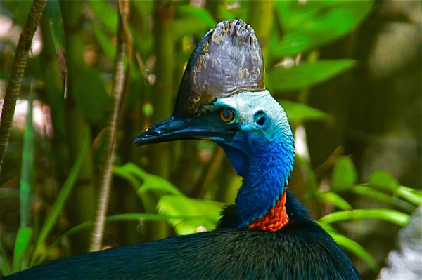 Cassowary Royalty Free Stock Fotografie