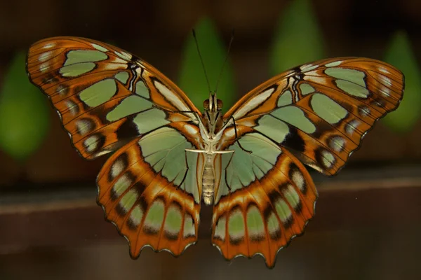 Malachit motýl Stock Obrázky