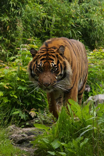 Tigre-de-sumatra Fotografias De Stock Royalty-Free