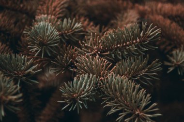 Çam veya ladin dikenli dalları, köknar. Kabarık kahverengi kozalaklı dal, koyu bir arka planda yakın plan. Tasarım için Sepia çiçekli arka plan, sosyal ağlar. Yatay fotoğraf.