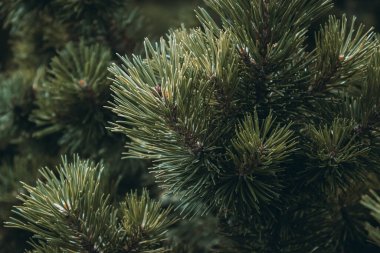 Kabarık yeşil-kahverengi kozalaklı ağaç dalı arka planda. Uzun çam iğneleri. Yumuşak dikenli çam dalları. Tasarım için yatay çiçekli arka plan, sosyal ağlar. Seçici odak.