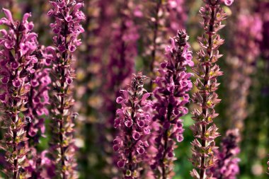 Çiçek açan adaçayı. Oakwood adaçayından uzun pembe çiçekler. Tasarım ve sosyal ağlar için seçici bir odak noktası olan yaz çiçekleri. Yatay fotoğraf.
