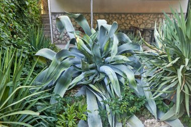 Bahçede kocaman bir agave vilmorin çalısı. Bir insan kadar uzun yeşil-mavi sulu. Diğer bitkilerin yanında bir agave çalısının dev kıvrımlı dikenli yaprakları. Bahçe işleri, bitkiler. Yatay fotoğraf.