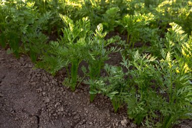 Genç havuç yetiştirme yatakları. Çiftlikte havuç fideleri. Baharda bahçede pofuduk genç havuç kafaları. Bahçe işleri; tarım; zengin bir hasat; organik ürünler. Yatay fotoğraf.
