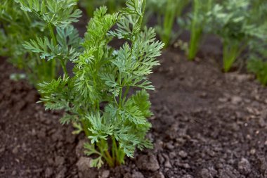 Genç havuçların büyüdüğü yataklar yakındır. Çiftlikte havuç fideleri. Baharda bahçede pofuduk genç havuç kafaları. Bahçe işleri; tarım; zengin bir hasat; organik ürünler. Yatay fotoğraf, seçici odak.