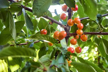 Ağaç yapraklarının gölgesinde olgunlaşan kırmızı-sarı kirazlar. Meyveler bir kiraz ağacının dalında asılı. Bahçe işleri, çiftçilik, zengin bir hasat, organik ürünler. Yatay yaz arkaplanı.