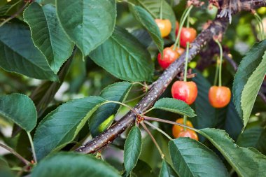 Olgunlaşmamış meyveler bir kiraz ağacının dalında asılı. Ağaçta olgunlaşan bir grup portakal kirazı. Bahçe işleri, çiftçilik, zengin bir hasat, organik ürünler. Yatay yaz geçmişi. Seçici odak.