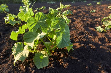 Bahçedeki baharda salatalık fideleri yetiştirme sırası. Salatalık yetiştirmek için. Güneşli bir günde sebze yatağında salatalık çalıları. Bahçe işleri, çiftçilik, zengin bir hasat, organik ürünler. Yatay fotoğraf.