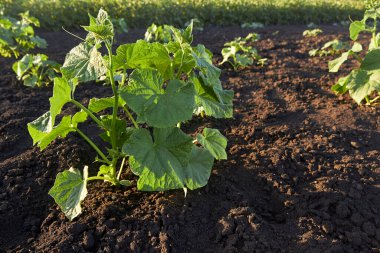Salatalık yetiştirmek için. Bahçedeki baharda salatalık fideleri yetiştirme sırası. Güneşli bir günde sebze yatağında salatalık çalıları. Bahçe işleri, çiftçilik, zengin bir hasat, organik ürünler. Yatay fotoğraf.