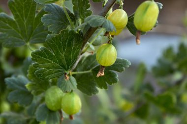 Yeşil bektaşi üzümü, bir yaz günü bahçede bir dala baharat dökülür. Bektaşi üzümünün yakın görüntüsü yaprakların altındaki bir dala asılı. Bahçe işleri, çiftçilik, zengin bir hasat, organik ürünler. Yatay fotoğraf