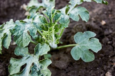 Çiftlikteki genç bir karpuzun filizi. Genç bitki, filizler yakın planda. Karpuz fidanı. Bahçe işleri, çiftçilik, zengin bir hasat, organik ürünler. Yatay fotoğraf.