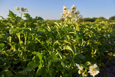 Bahçede taze patates yetiştirme sıraları. Sebze yatağında çiçek açan patates çalıları. Patates tarlası. Bahçe işleri, çiftçilik, zengin bir hasat, organik ürünler. Yatay fotoğraf.