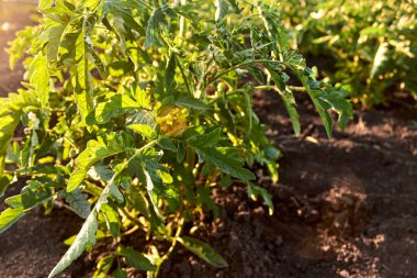 Genç domates bitkileri. Baharda çiftlikte domates fideleri yetiştirme sırası. Güneşli bir günde sebze bahçesinde genç domates çalıları. Bahçe işleri, çiftçilik, zengin bir hasat, organik ürünler. Yatay fotoğraf.