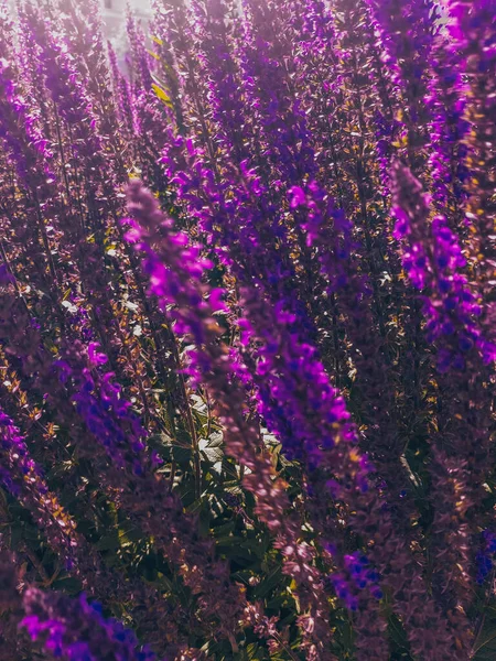Blühender Salbei Lange Leuchtend Violette Blüten Von Eichenholzsalbei Sommer Floralen — Stockfoto