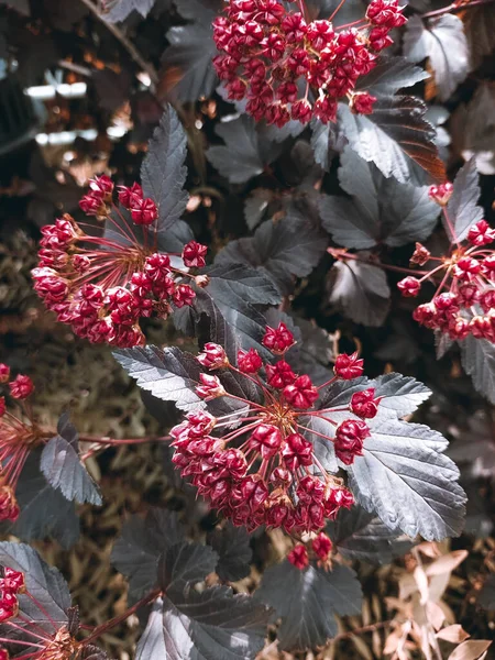 Çiçek açan pemphigus viburnum. Çiçek açan çalıların kırmızı çiçekleri. Tasarım için koyu renk çiçekli arka plan, sosyal ağlar. Dikey fotoğraf.