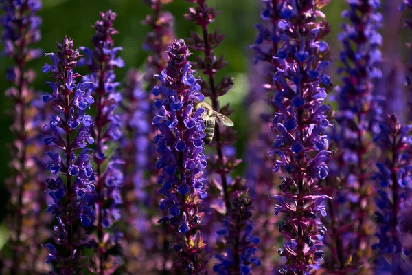 Impollinazione Lunghi Fiori Viola Blu Brillante Salvia Quercia Ape Impollina — Foto Stock
