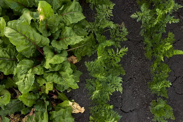 Beds Carrots Beets Top View Growing Green Bushes Vegetables Land — Stock Photo, Image