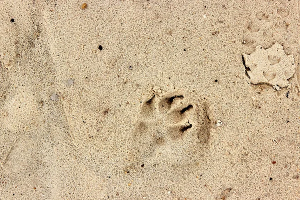 Kumsalda köpek patisi izi, köpek ayak izi. Kuru kumda köpek pençesi izi var. Üst manzara, makro fotoğraf. Tasarım için doğal arkaplan dokusu. Köpekle ve hayvanlarla seyahat hakkındaki bayrak kavramı. 