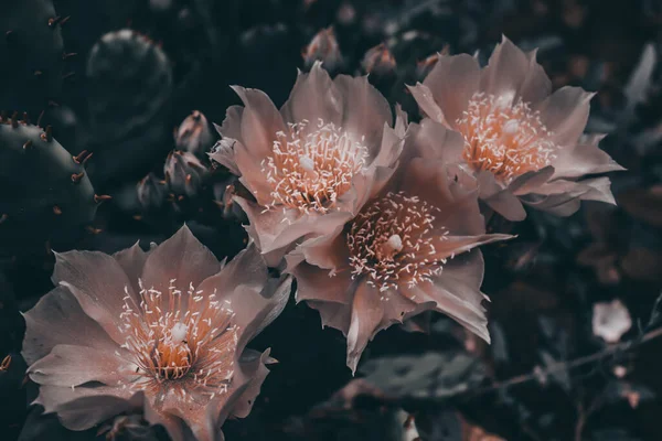 Vier Rosa Kakteen Blühen Großaufnahme Eine Blühende Sukkulente Dunkle Bearbeitung — Stockfoto