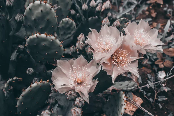 Vier Hellrosa Kakteen Blühen Großaufnahme Eine Blühende Sukkulente Dunkle Bearbeitung — Stockfoto