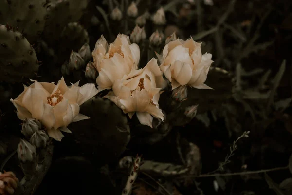 Cuatro Flores Cactus Amarillo Cerca Una Suculenta Floración Procesamiento Sepia —  Fotos de Stock