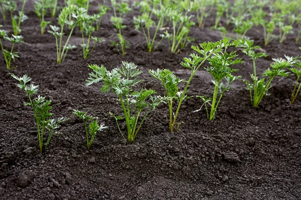 Camas Cultivo Zanahorias Jóvenes Plántulas Zanahoria Granja Plántulas Zanahoria Joven — Foto de Stock