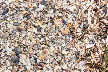 Plaj deniz kabukları. Deniz sahili kum kabuğu dokusu, yakın çekim. Çeşitli deniz kabuklarından kumlar, kuru algler, deniz kıyısındaki çakıl taşları. Üst Manzara. Metin için alanı olan yaz yatay arkaplanı..