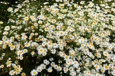 Büyük beyaz papatya çiçekleri. Bir sürü papatya çiçekli yaz doğa sahnesi. Güzel çayır. Çiçek arkaplanı.