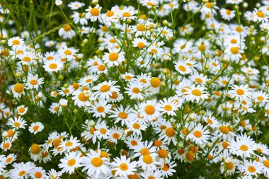 Büyük beyaz papatya çiçekleri. Çiçek açan tıbbi papatyaları olan yaz doğası geçmişi. Güzel çayır. 