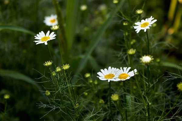 Unas Flores Una Pequeña Margarita Blanca Fondo Verde Manzanilla Floral —  Fotos de Stock