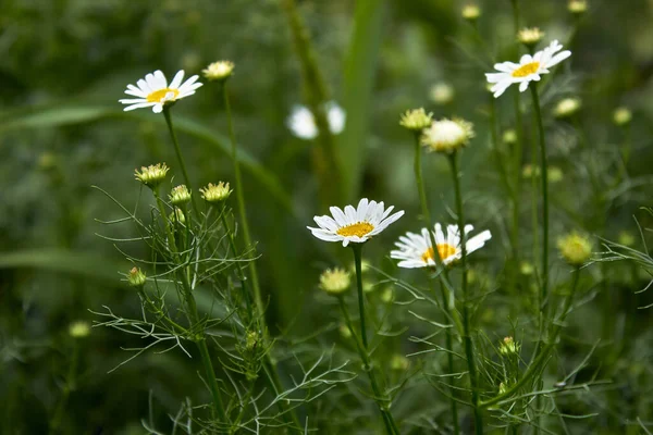 Krásná Přírodní Scéna Kvetoucími Lékařskými Heřmánky Květiny Malé Bílé Sedmikrásky — Stock fotografie